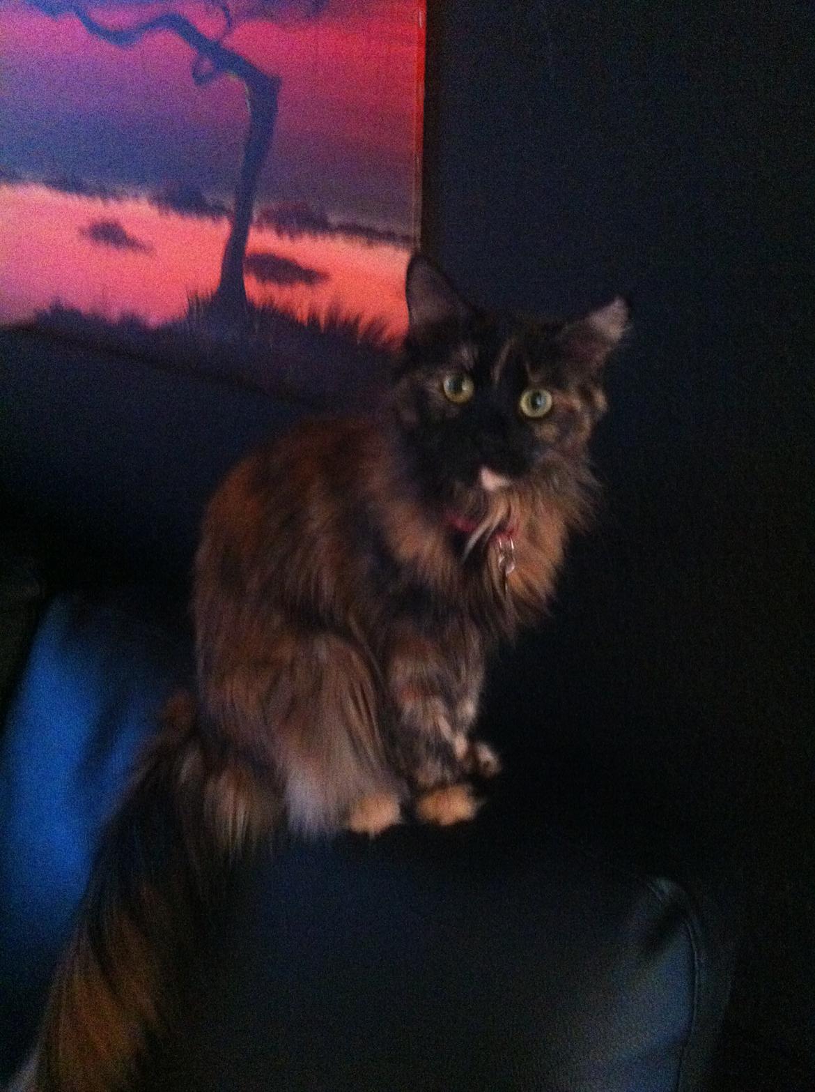 Maine Coon John - Johns mor Bertha billede 26