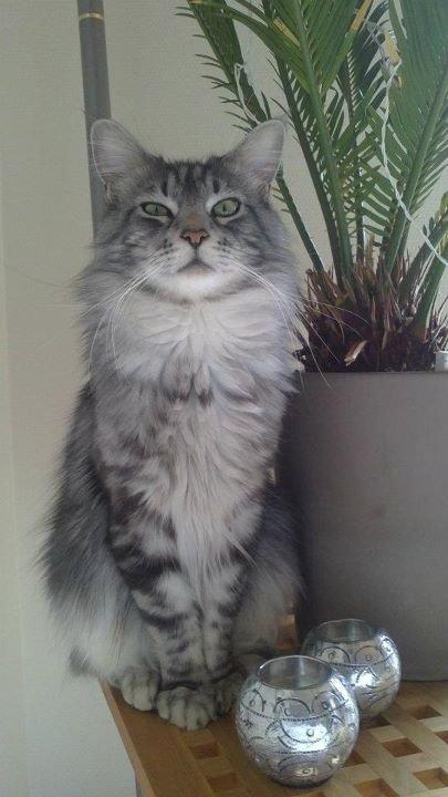Maine Coon John - Johns far Casto billede 27