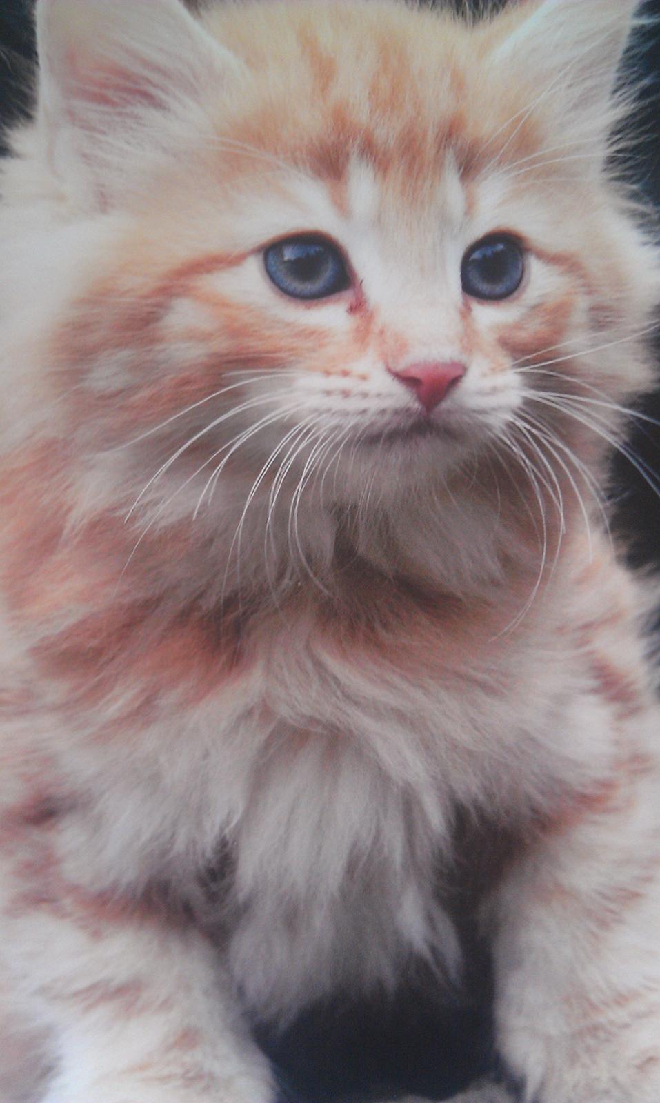 Norsk Skovkat Chat Woods Pipii - Pipii som killing<3 billede 23