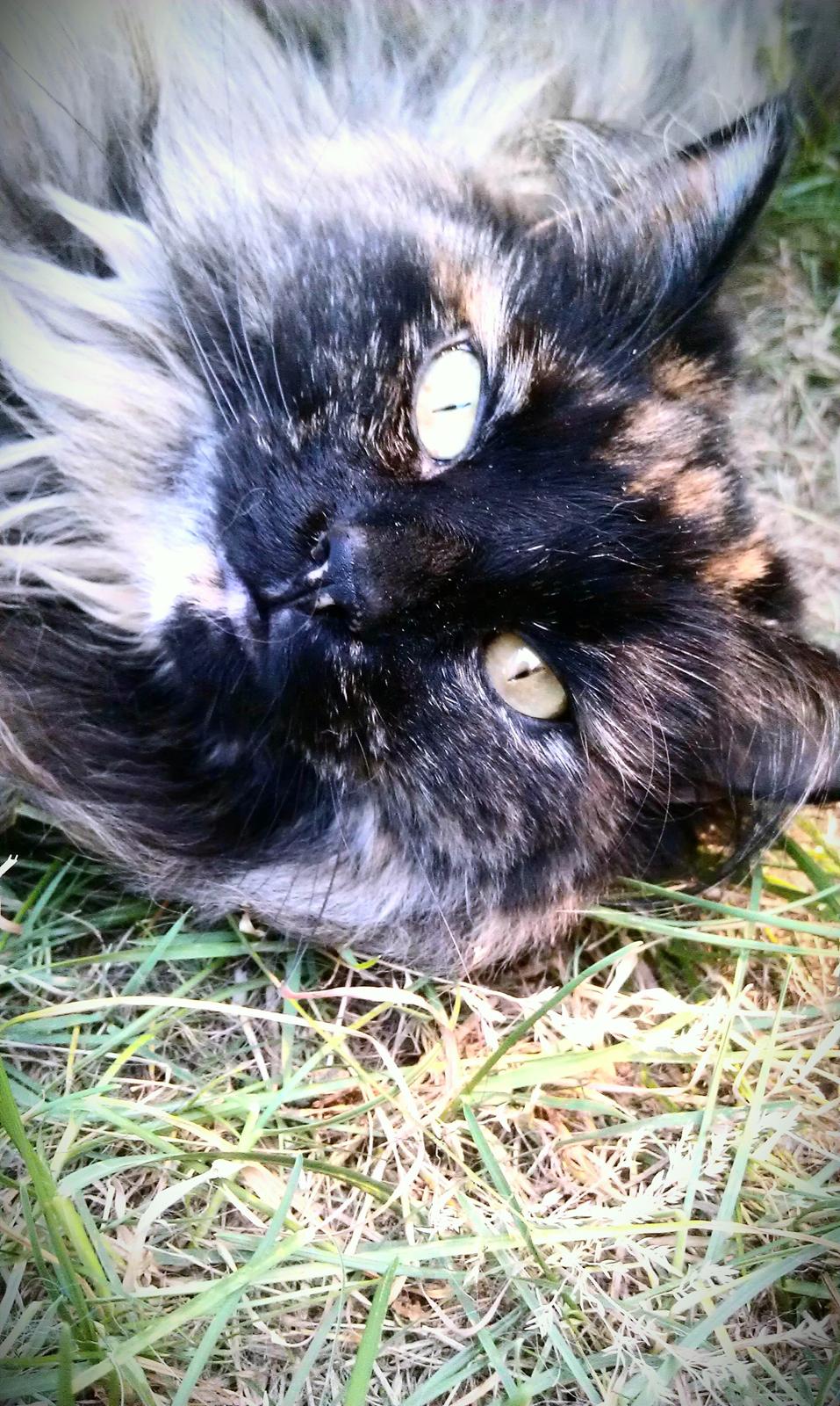 Norsk Skovkat Chat woods Ursula *RIP* - R.I.P smukke Ursula billede 1