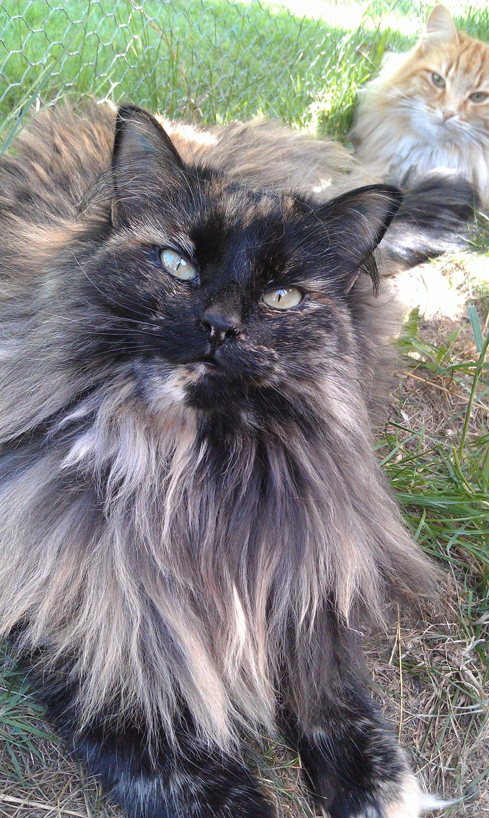 Norsk Skovkat Chat woods Ursula *RIP* billede 2