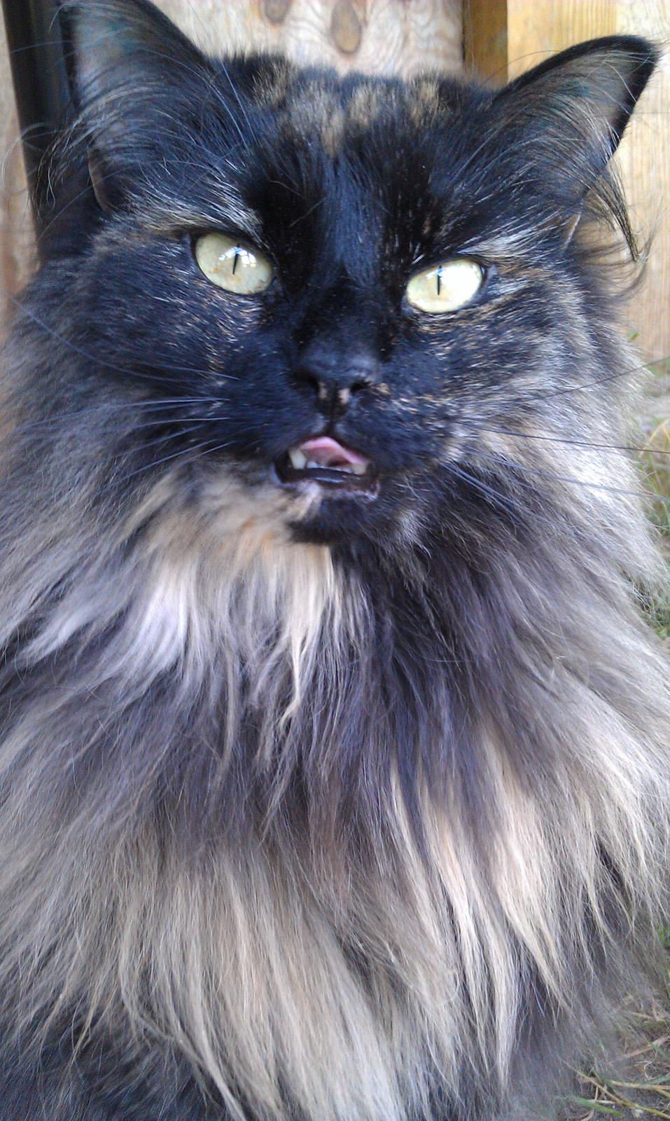 Norsk Skovkat Chat woods Ursula *RIP* billede 3