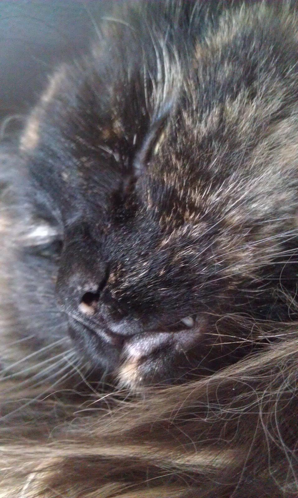 Norsk Skovkat Chat woods Ursula *RIP* billede 4