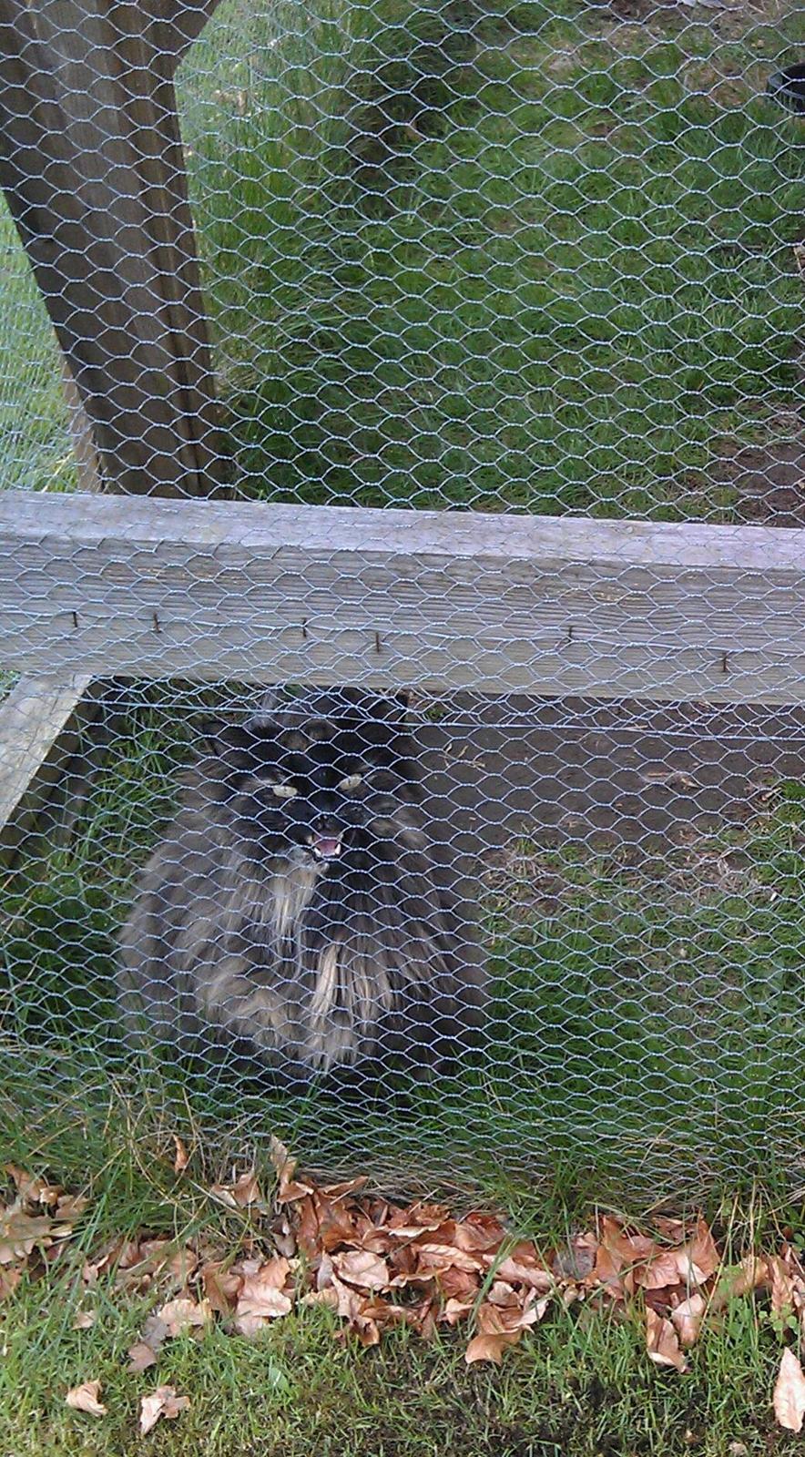 Norsk Skovkat Chat woods Ursula *RIP* billede 5