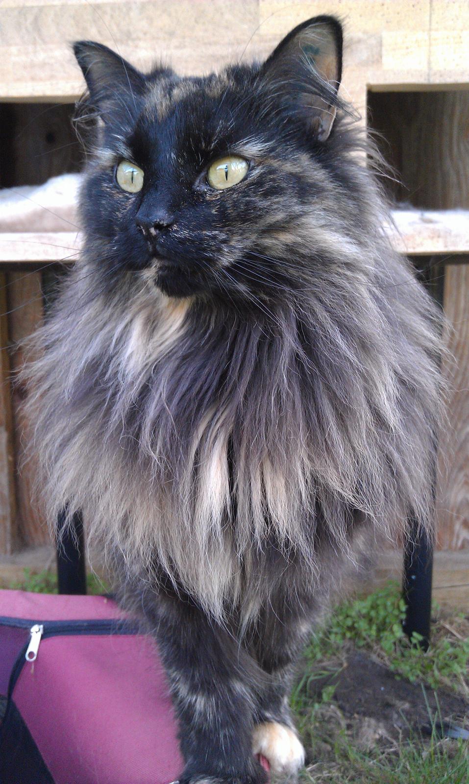 Norsk Skovkat Chat woods Ursula *RIP* billede 6