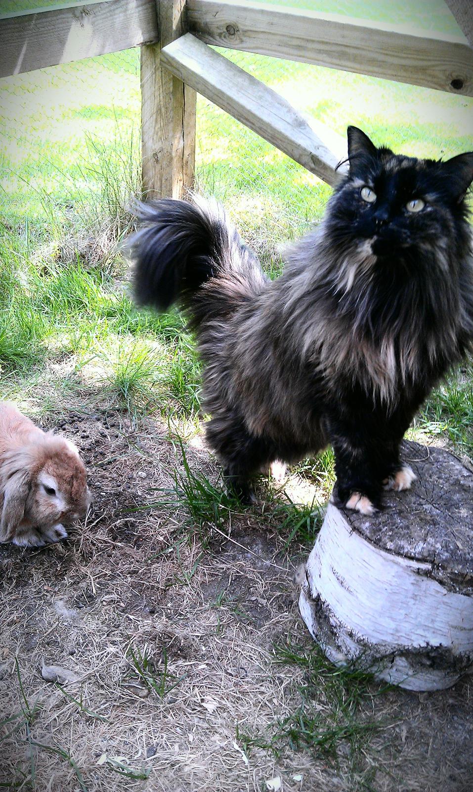 Norsk Skovkat Chat woods Ursula *RIP* - Ja! Hun kunne sammen med alle<3 billede 7