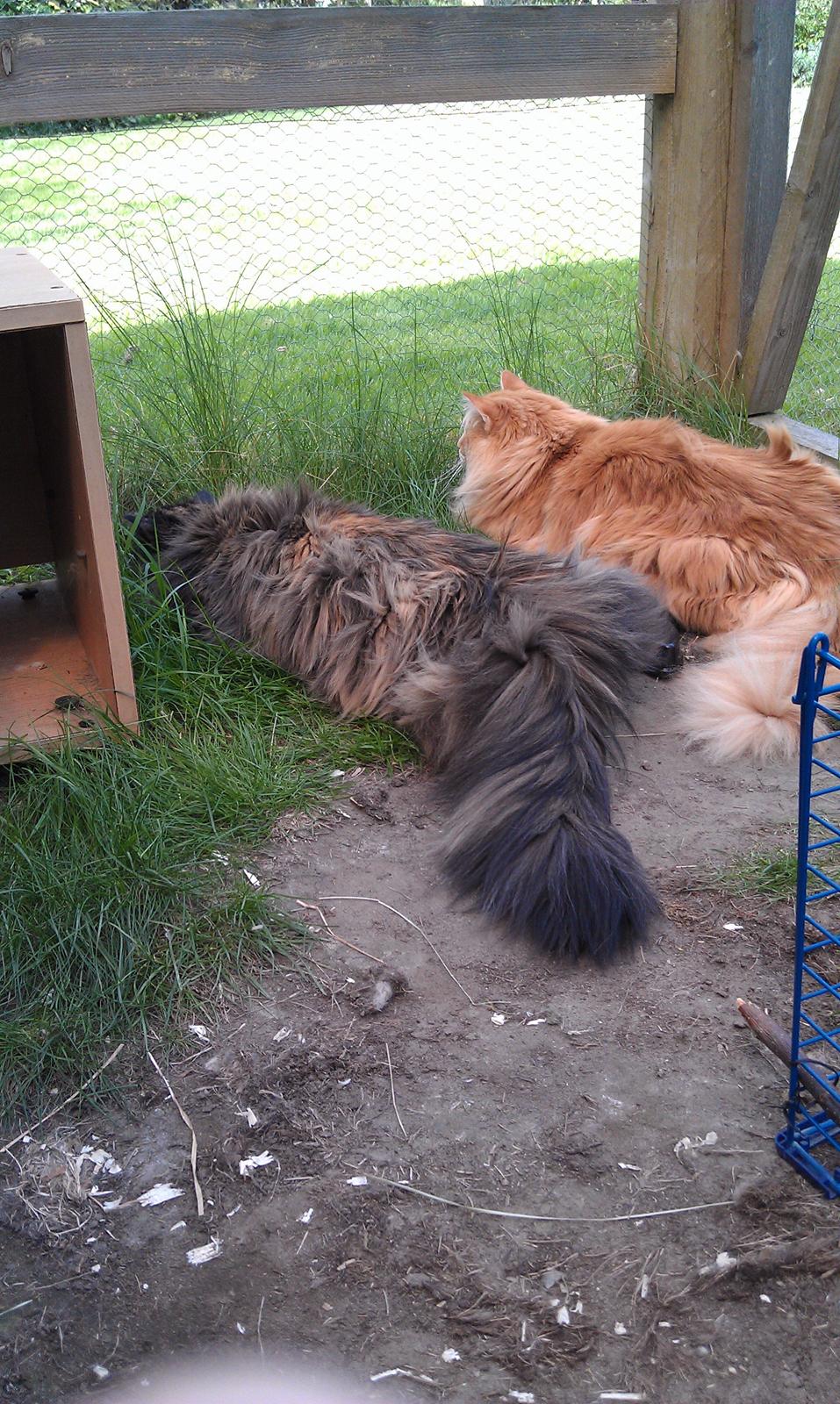 Norsk Skovkat Chat woods Ursula *RIP* - Pipii og Ursula ligger på lur sammen<3 billede 8