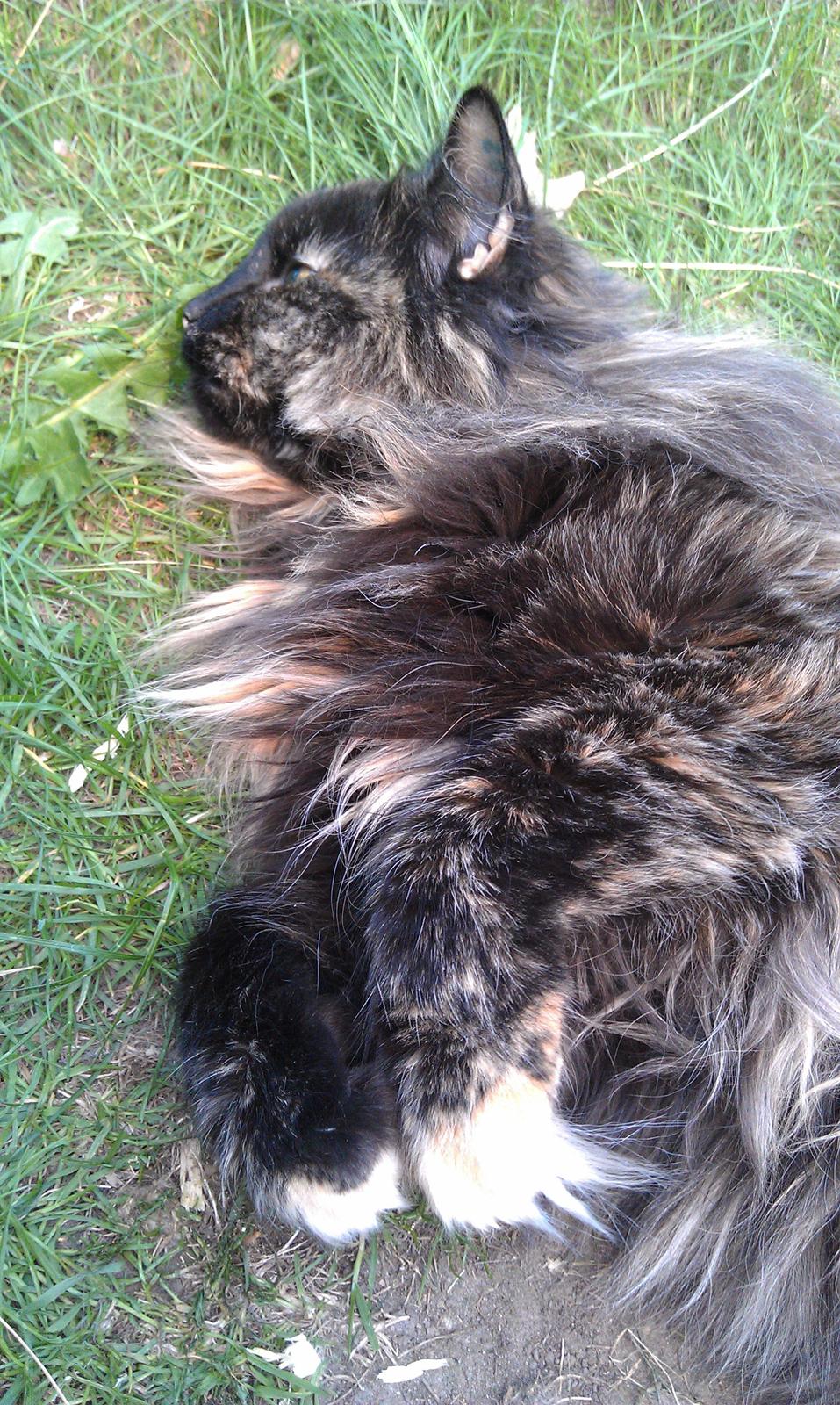 Norsk Skovkat Chat woods Ursula *RIP* billede 9