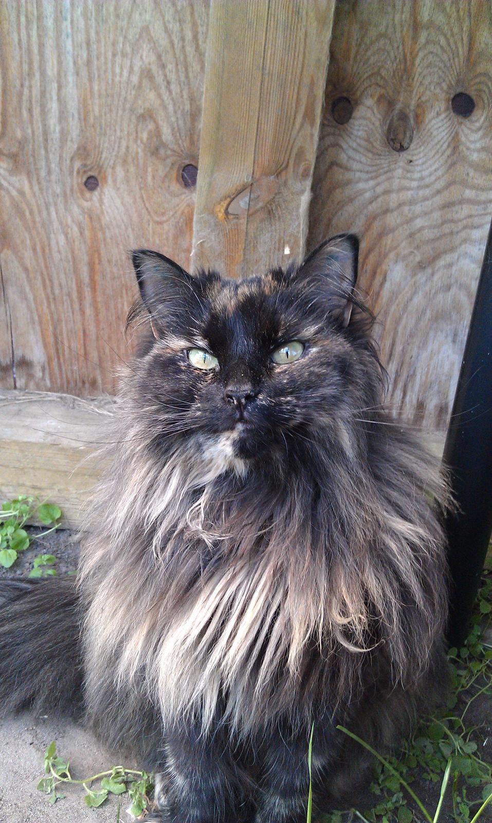 Norsk Skovkat Chat woods Ursula *RIP* billede 10