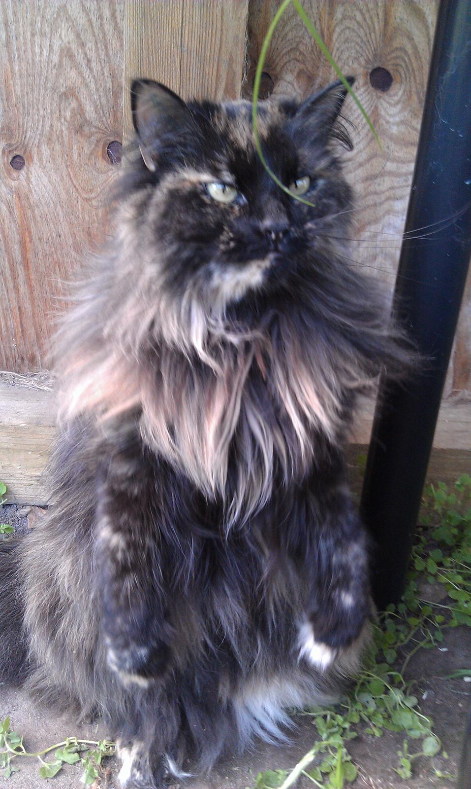 Norsk Skovkat Chat woods Ursula *RIP* billede 11