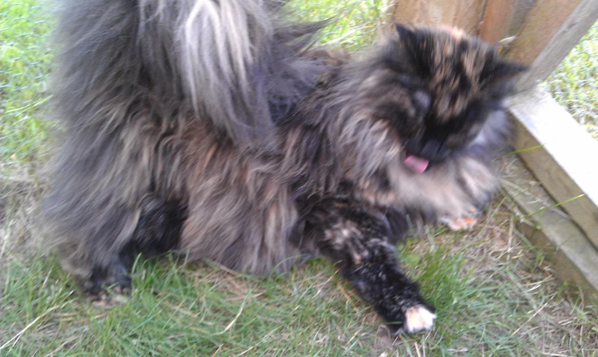 Norsk Skovkat Chat woods Ursula *RIP* billede 12