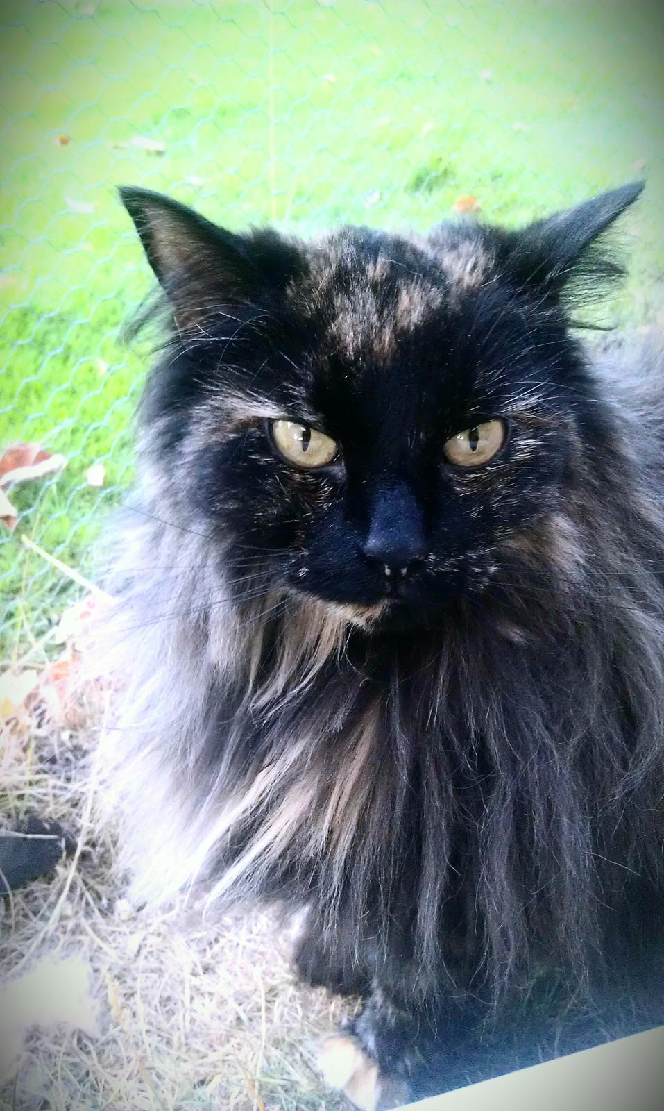 Norsk Skovkat Chat woods Ursula *RIP* billede 13