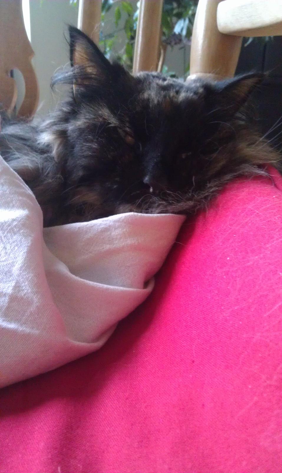 Norsk Skovkat Chat woods Ursula *RIP* - Dette er taget dagen inden hun gik bort<3 billede 14