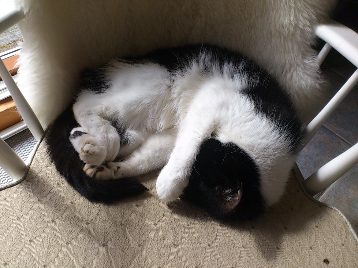 Blanding af racer Malthe 1998-2014 billede 17