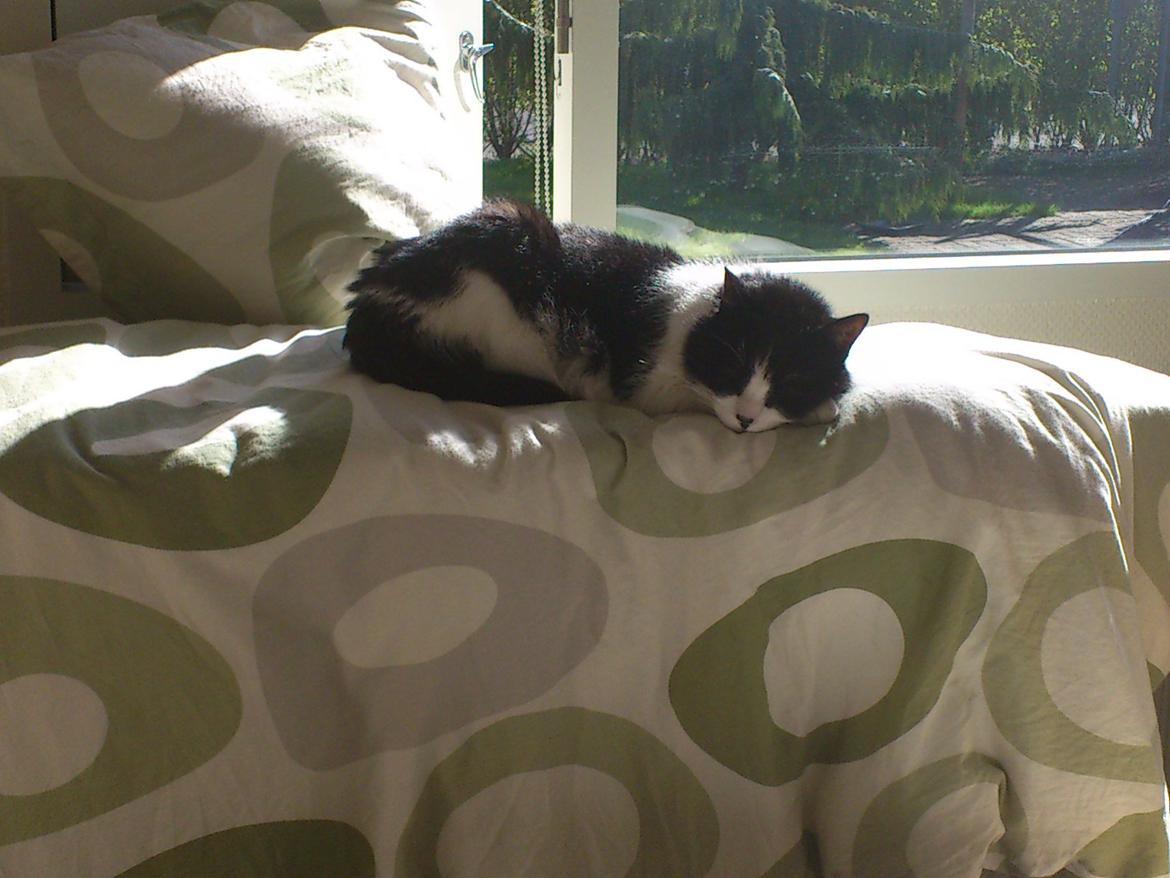 Blanding af racer Malthe 1998-2014 billede 18