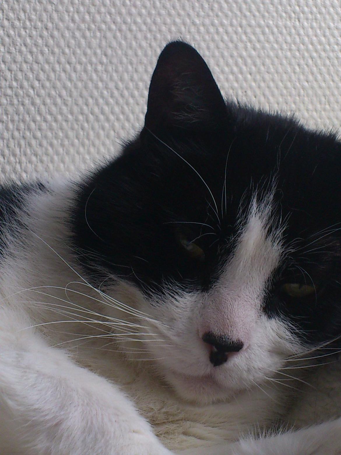 Blanding af racer Malthe 1998-2014 billede 19