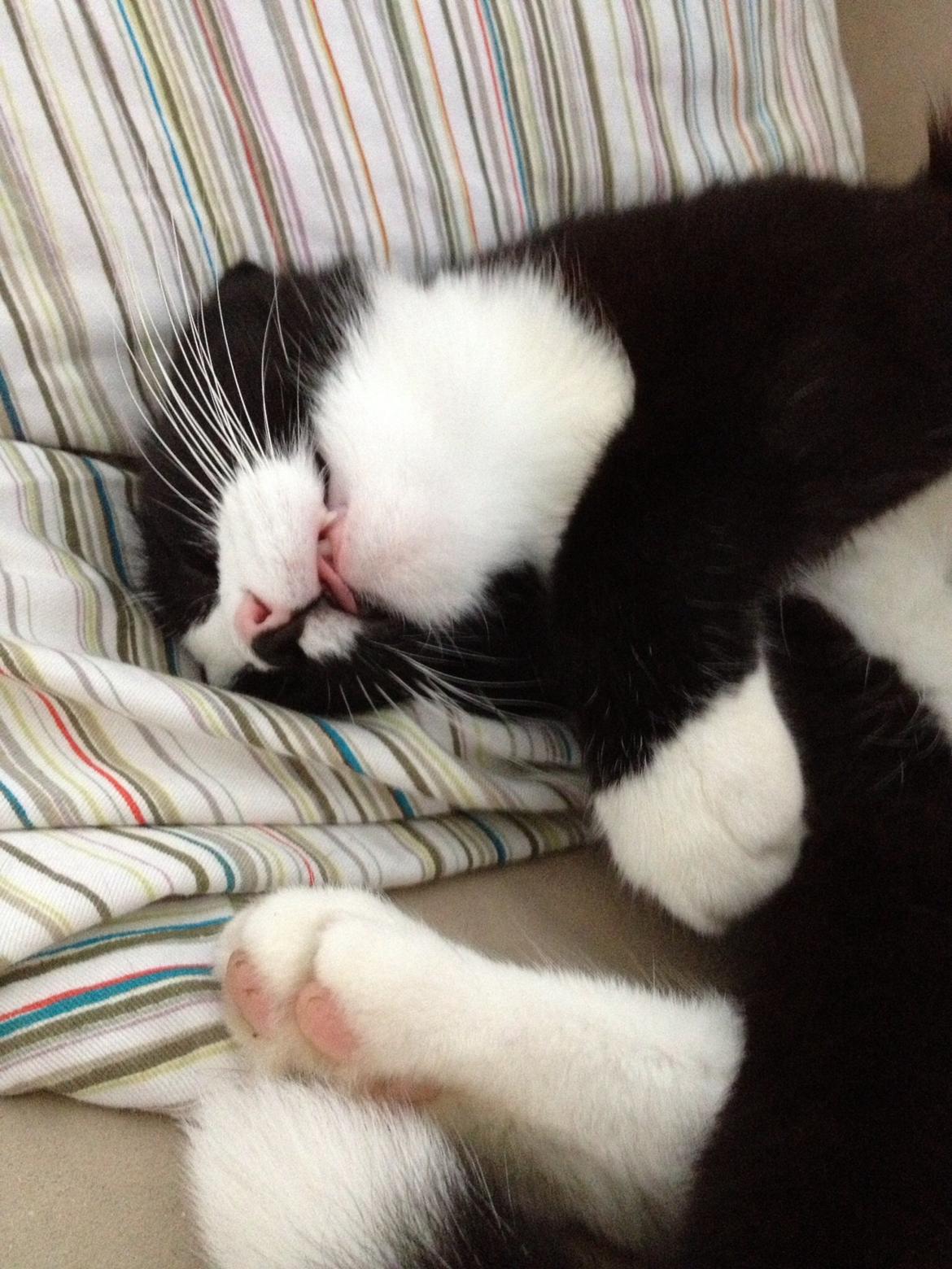 Blanding af racer Midas&Milo billede 9