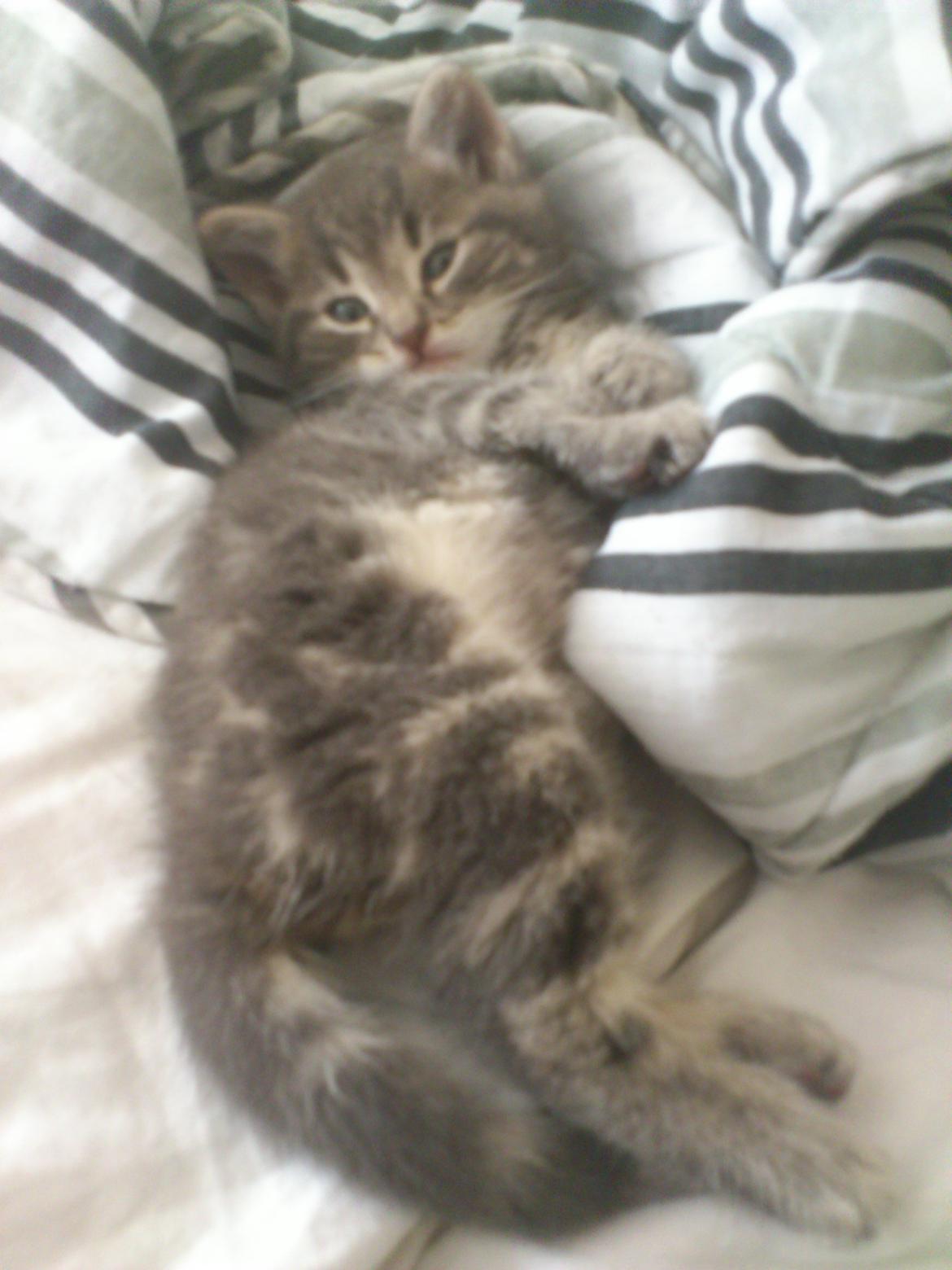 Huskat Modi 2013-2016 billede 2