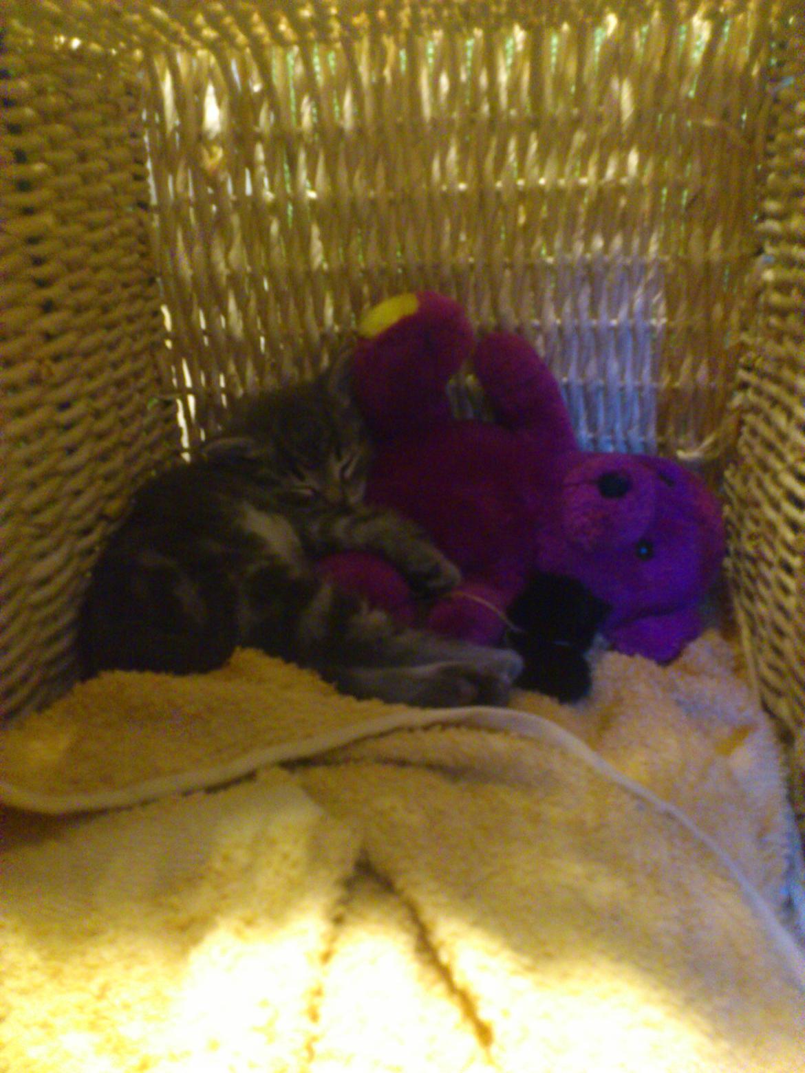 Huskat Modi 2013-2016 billede 3