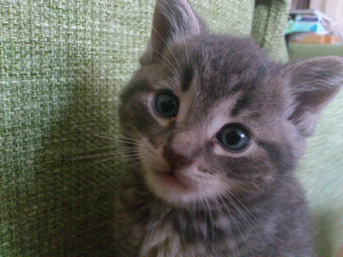 Huskat Modi 2013-2016 billede 4