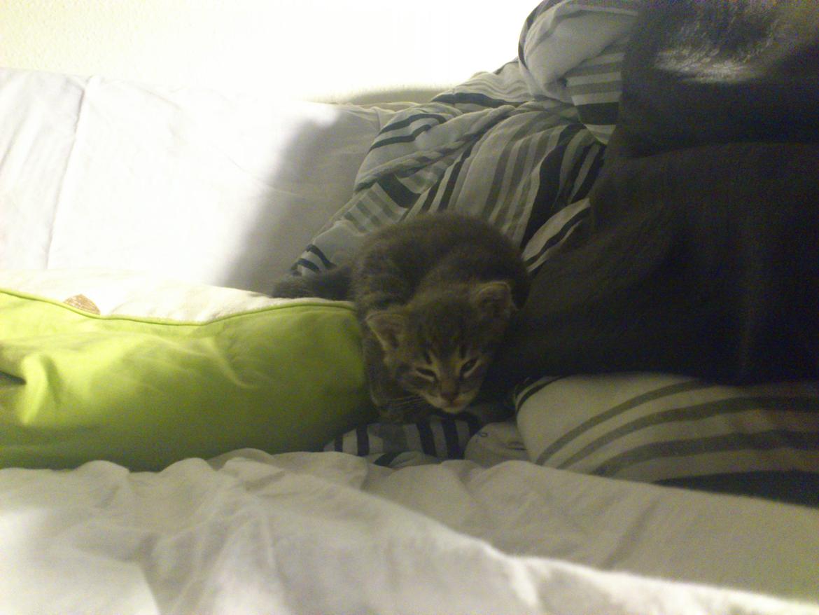 Huskat Modi 2013-2016 billede 5