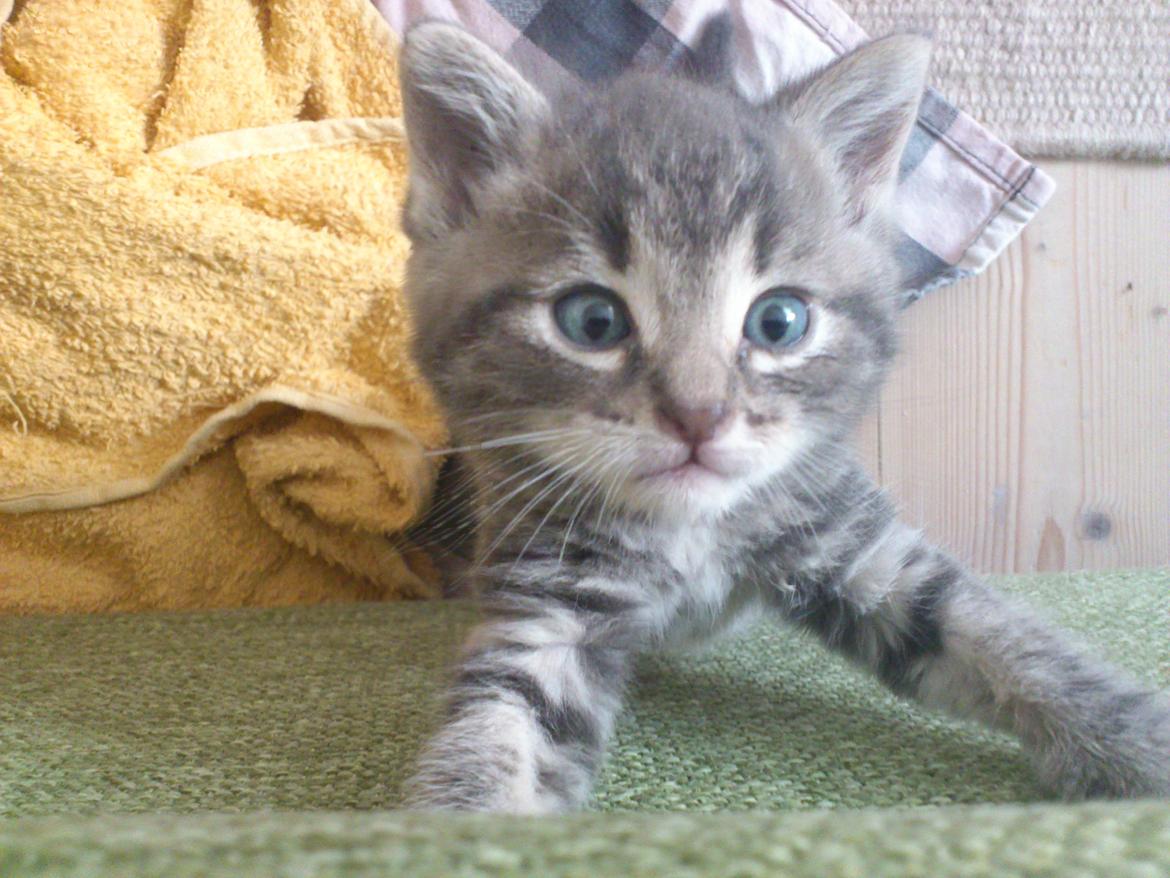 Huskat Modi 2013-2016 billede 6