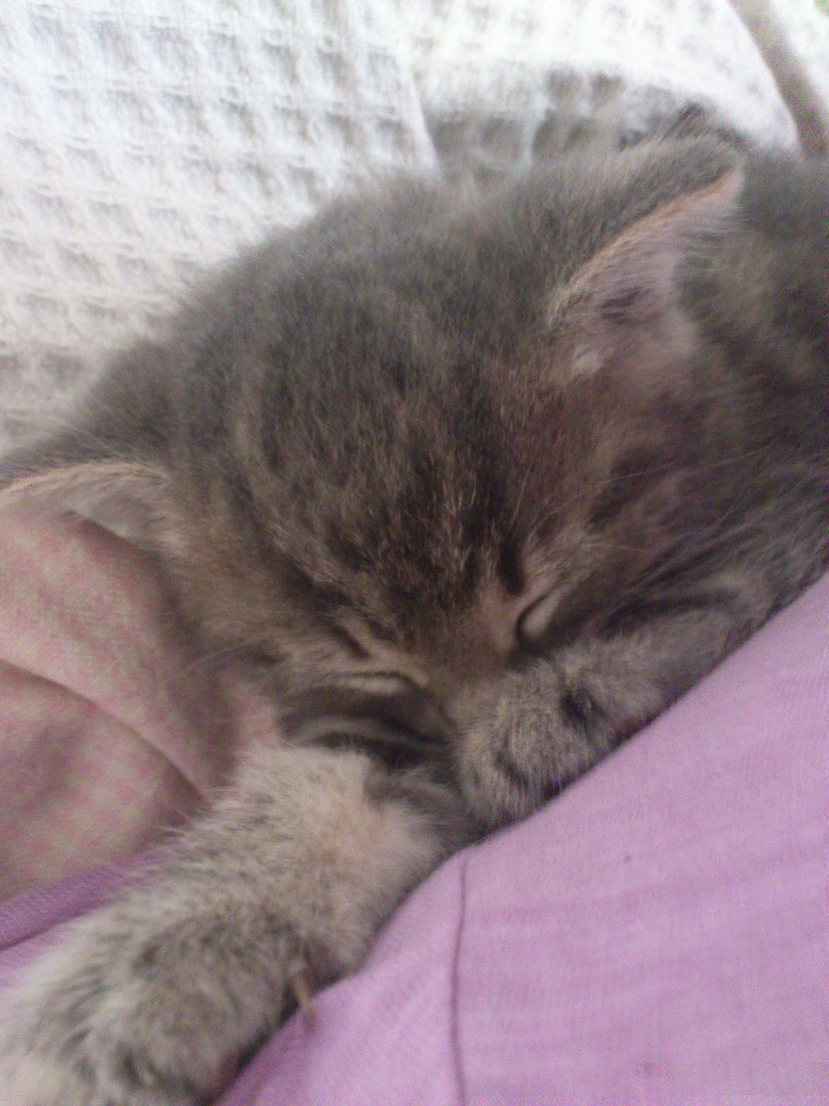 Huskat Modi 2013-2016 billede 7