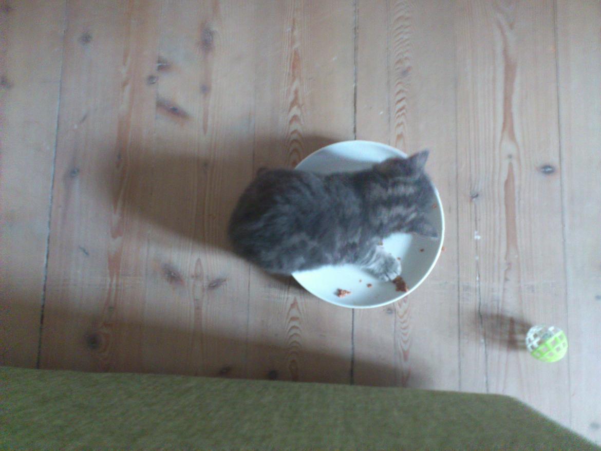 Huskat Modi 2013-2016 billede 8