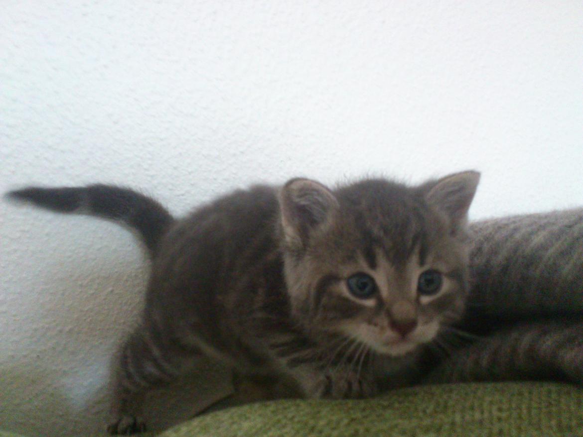 Huskat Modi 2013-2016 billede 9