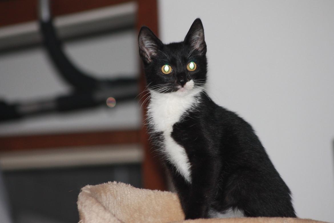 Huskat Lucky Luke - Så smuk <3 4.9.13 billede 3