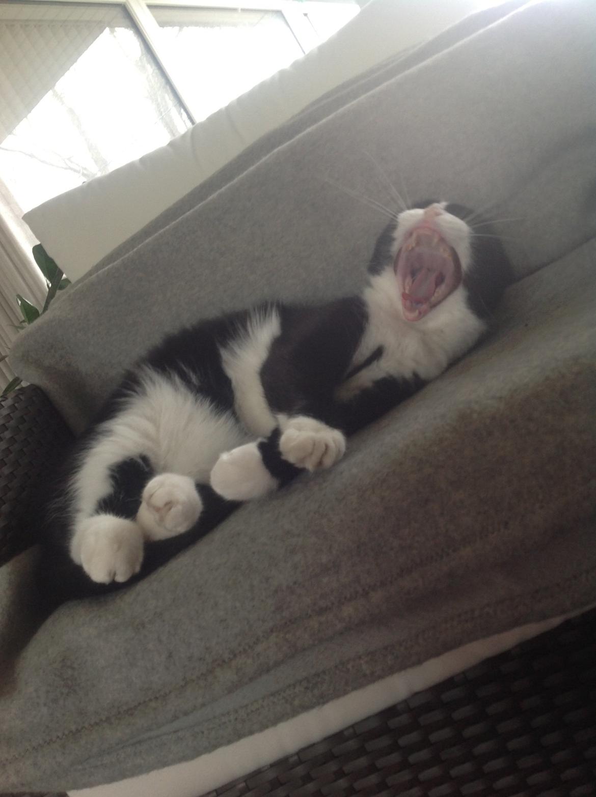 Huskat Møffe (min baby!) billede 5