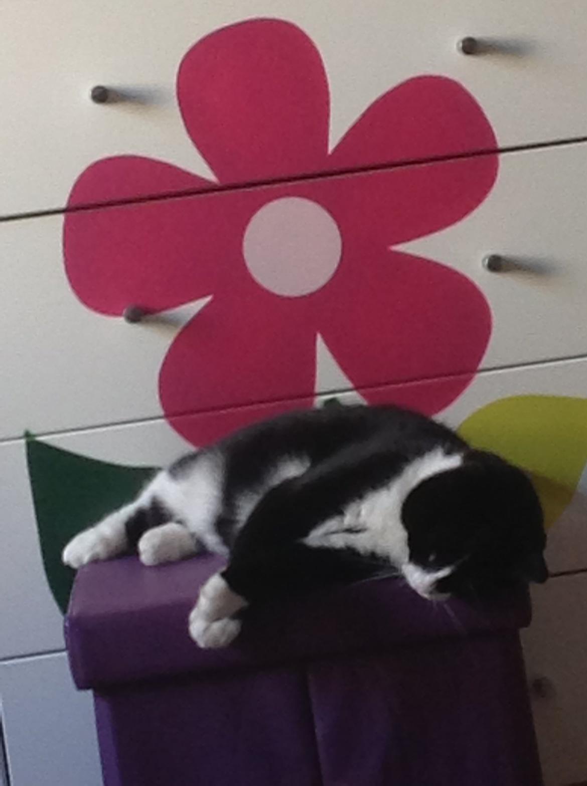 Huskat Møffe (min baby!) billede 7