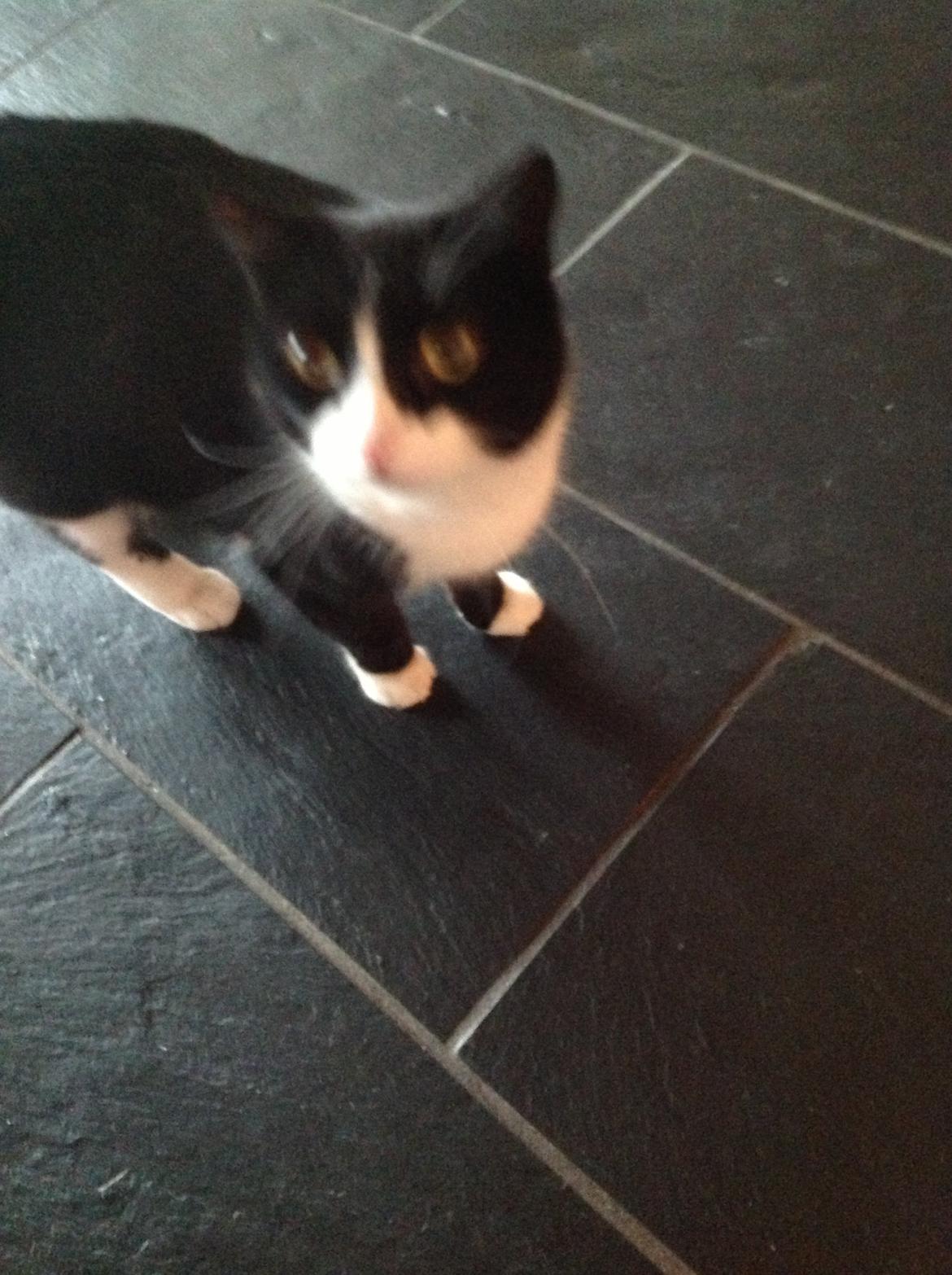 Huskat Møffe (min baby!) billede 8