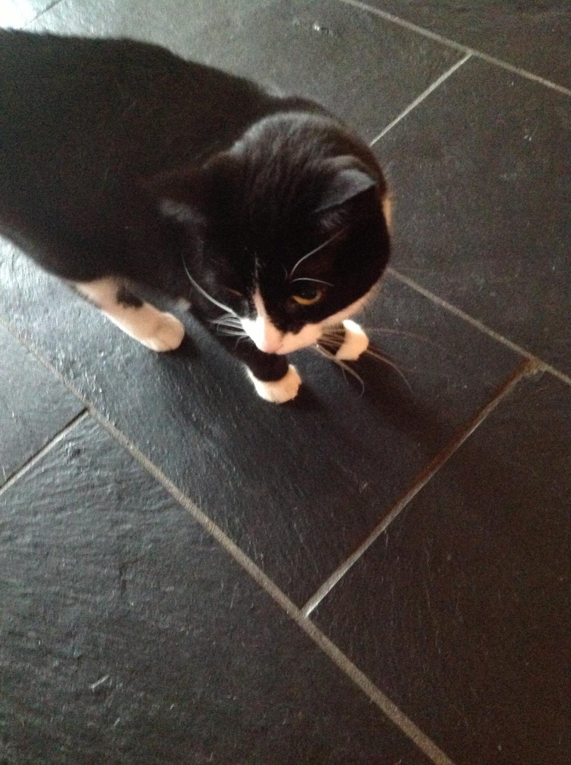 Huskat Møffe (min baby!) billede 9