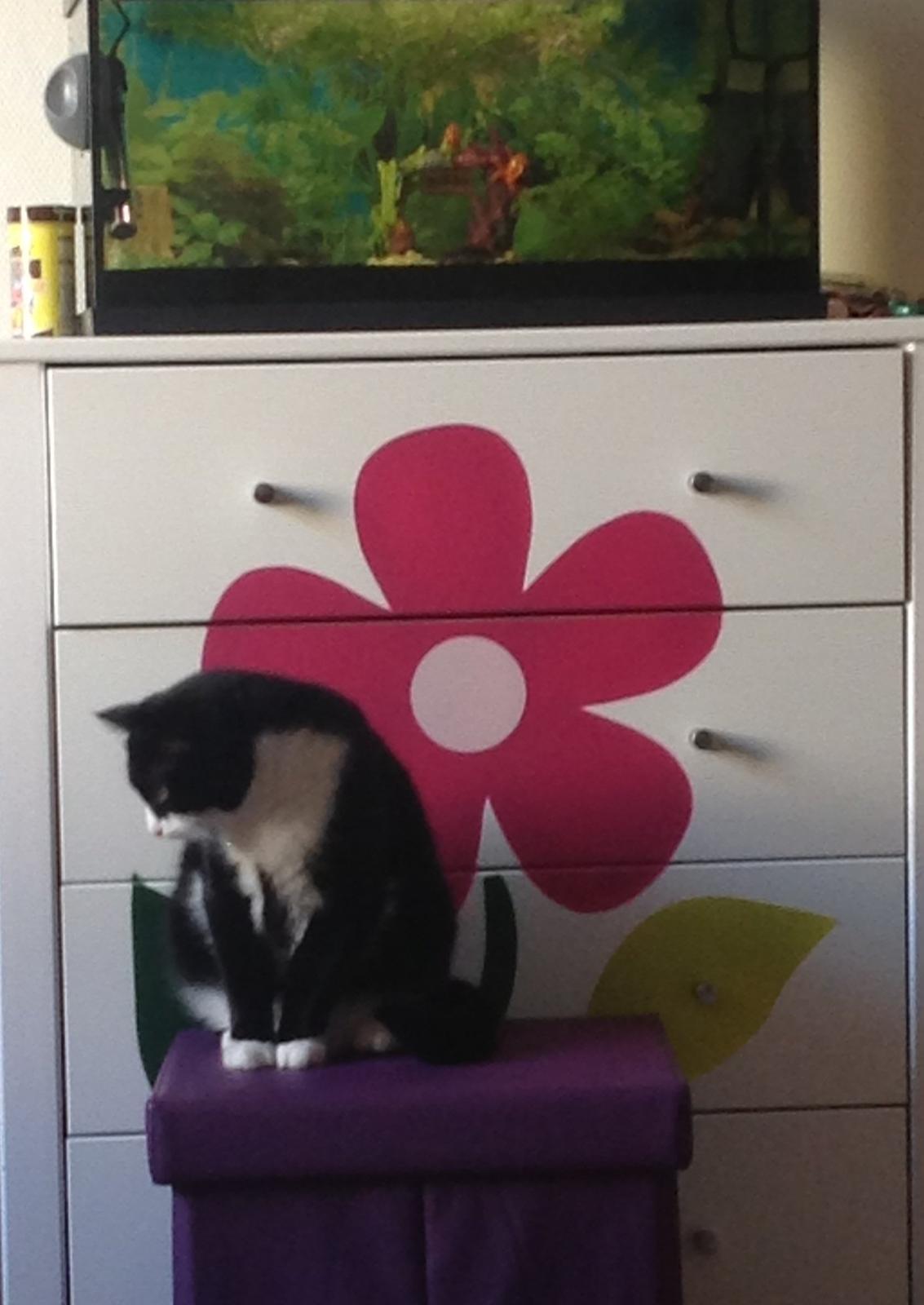 Huskat Møffe (min baby!) billede 10