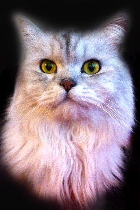 Blanding af racer Tozze -Tarzan billede 2