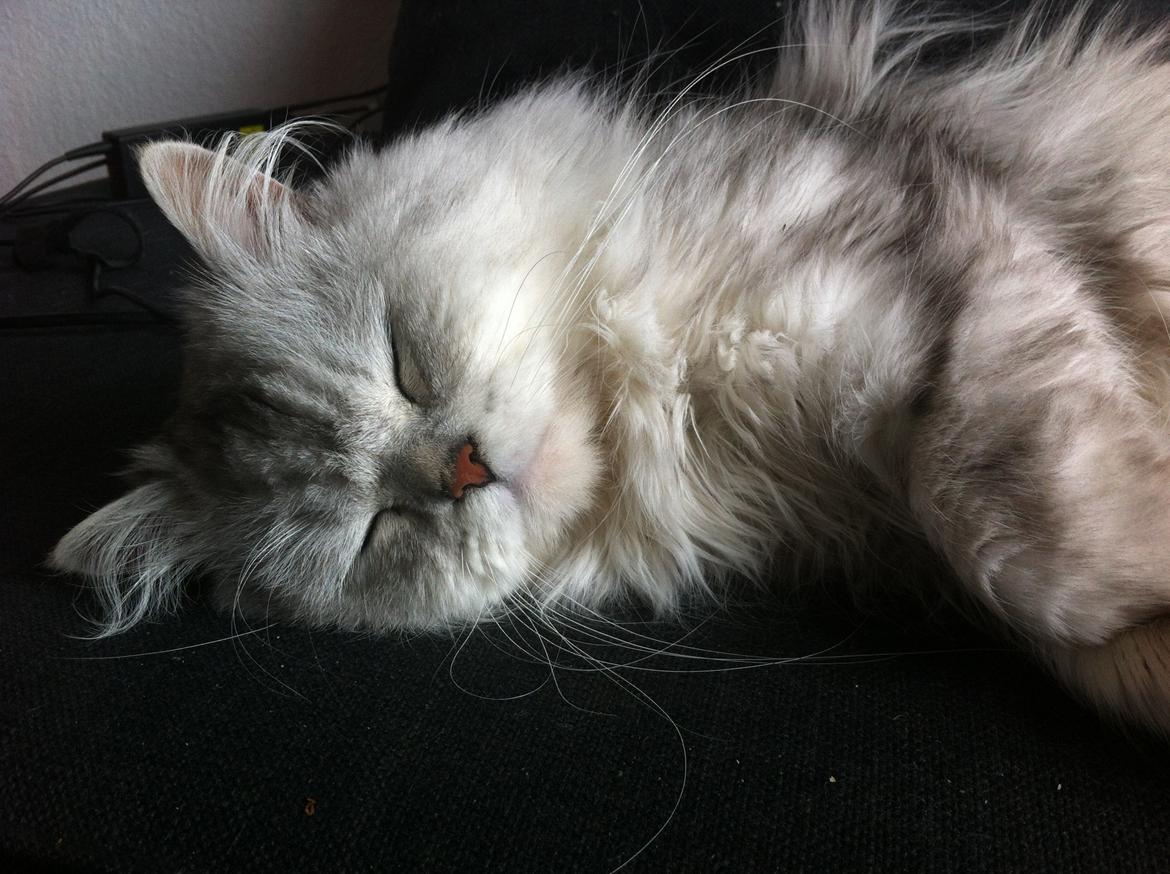 Blanding af racer Tozze -Tarzan billede 4