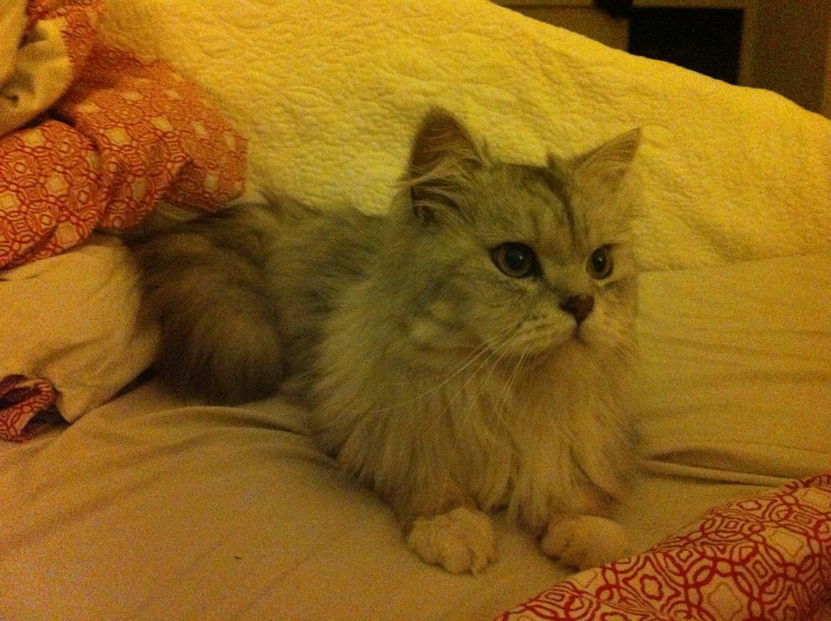 Blanding af racer Tozze -Tarzan billede 7