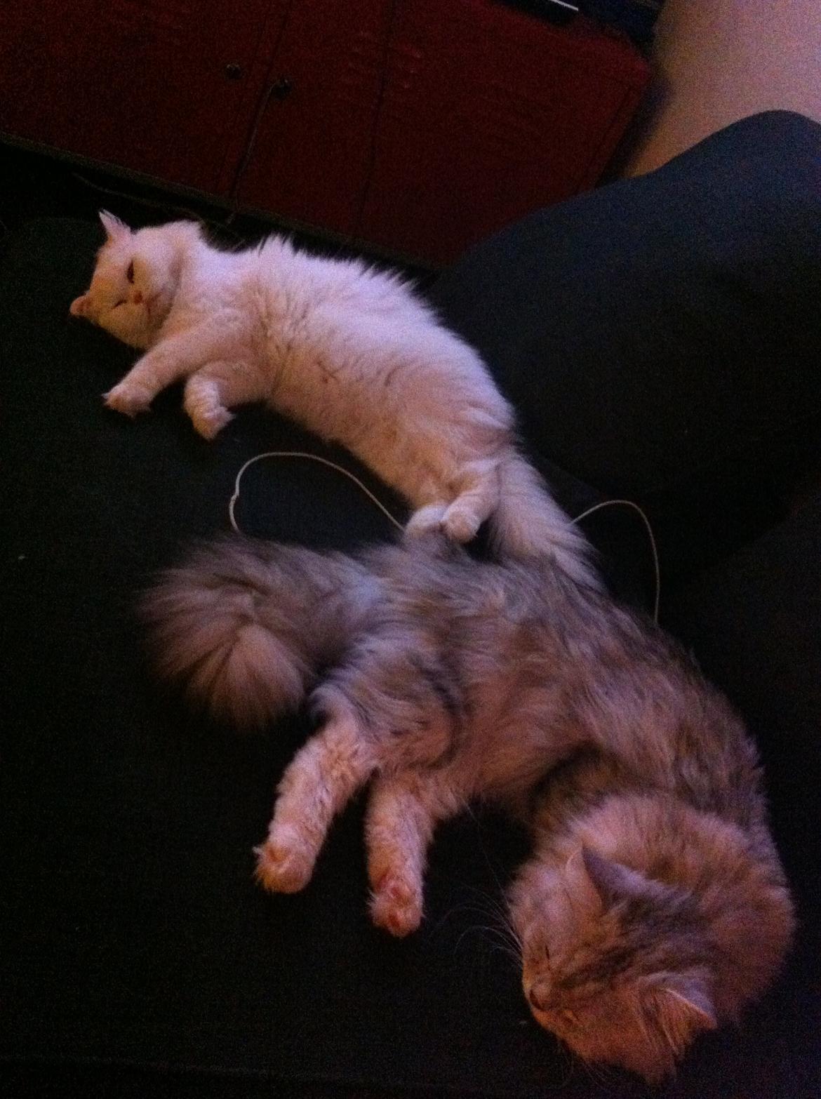 Blanding af racer Tozze -Tarzan billede 9