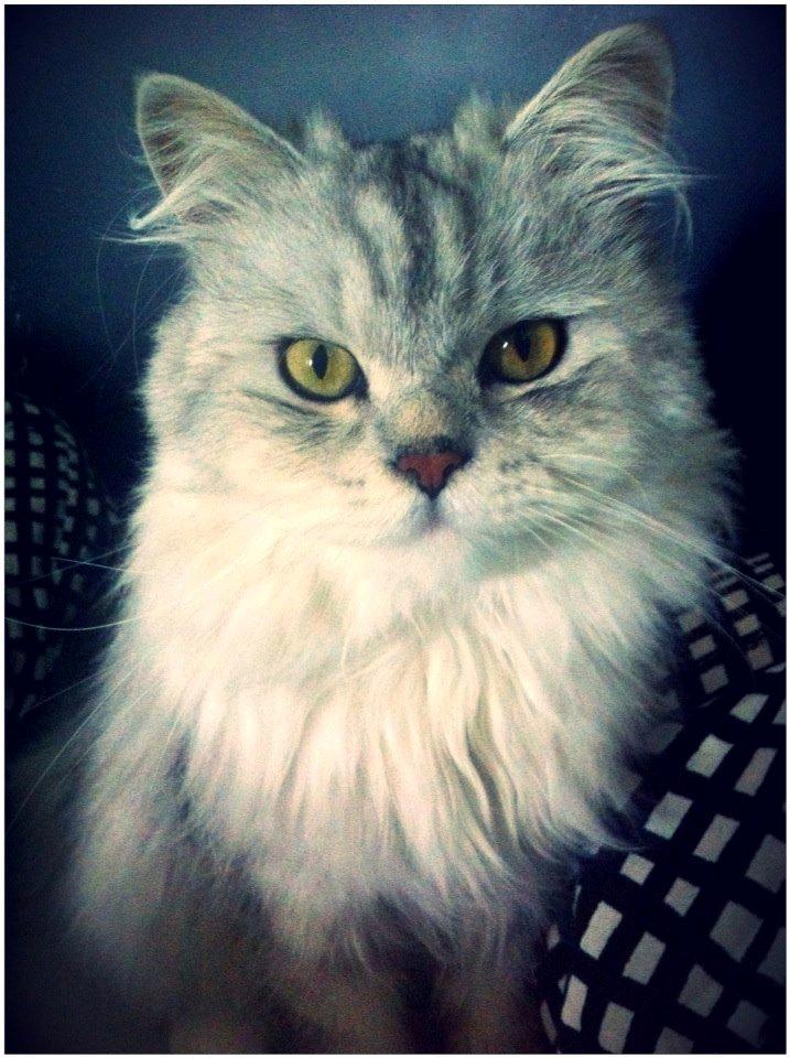 Blanding af racer Tozze -Tarzan billede 1