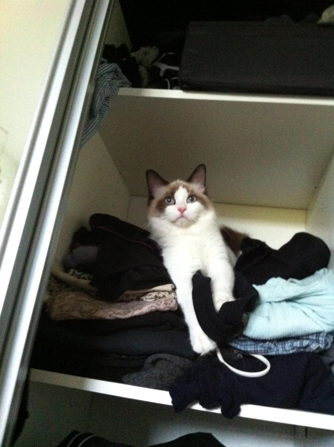 Blanding af racer Silke - "Jeg leger i mors tøjskab" billede 1