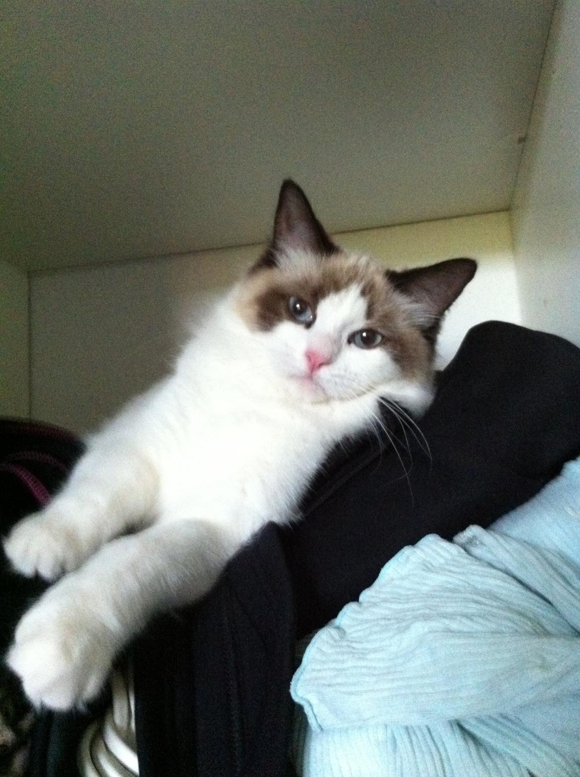 Blanding af racer Silke - træt??<3 billede 2