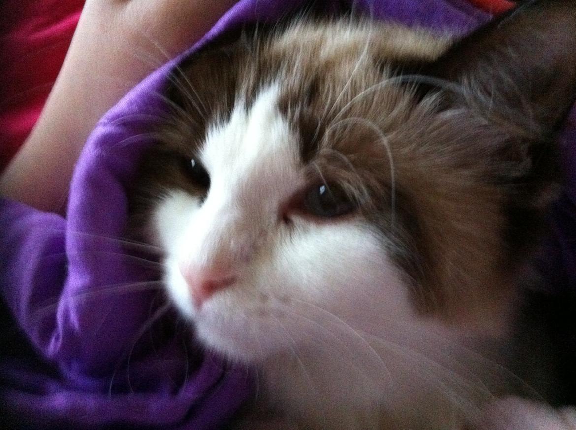 Blanding af racer Silke - slapper af efter et dejligt bad :P billede 3