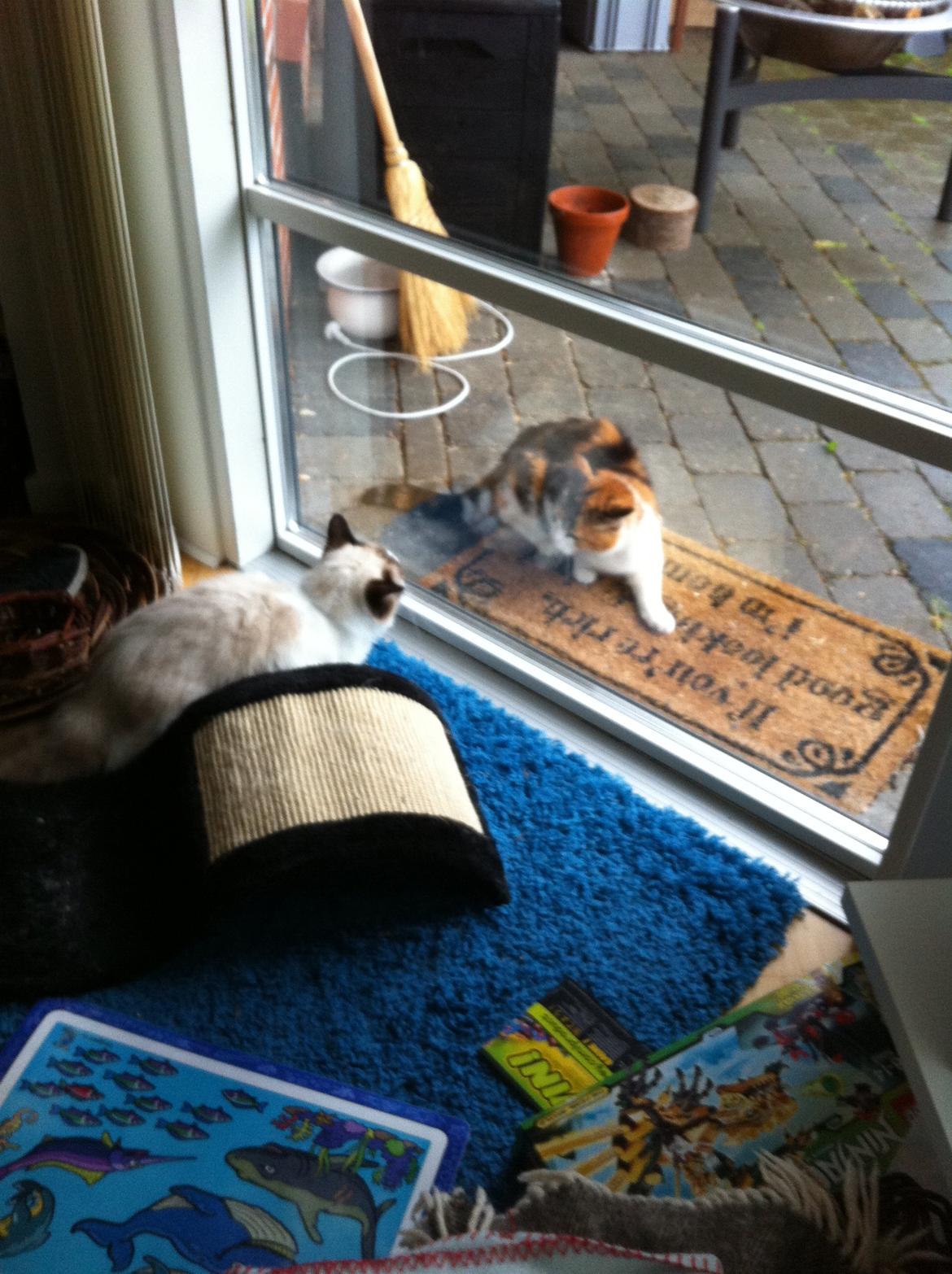 Blanding af racer Silke - En fremmed kat på besøg. billede 4