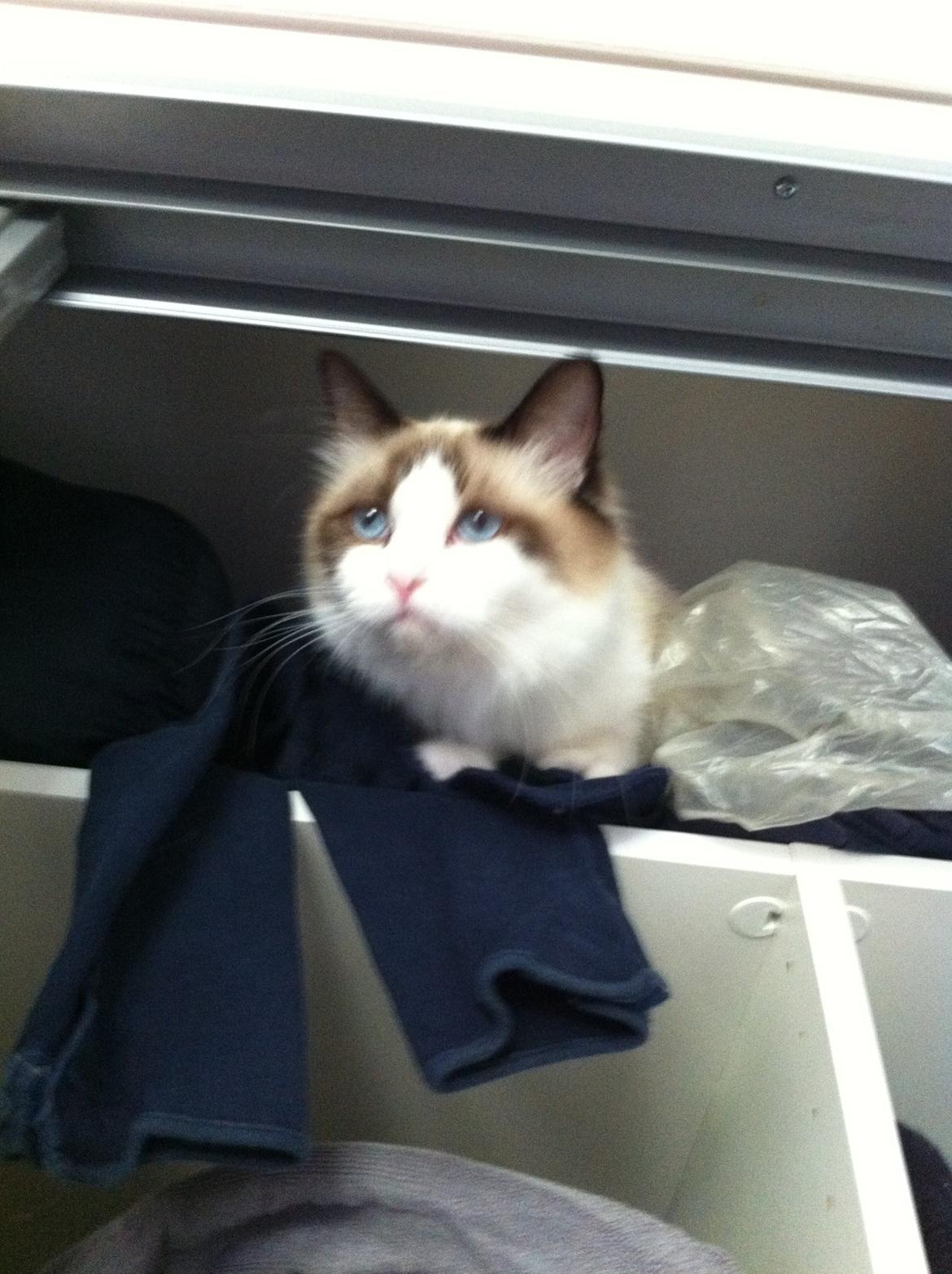 Blanding af racer Silke - "Here we go" billede 5