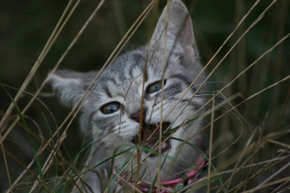 Huskat Mulle *the Diva* billede 1