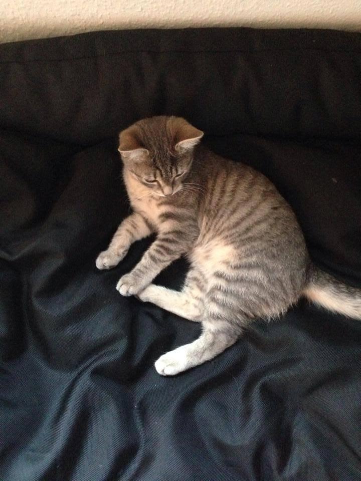 Huskat Mulle *the Diva* billede 2