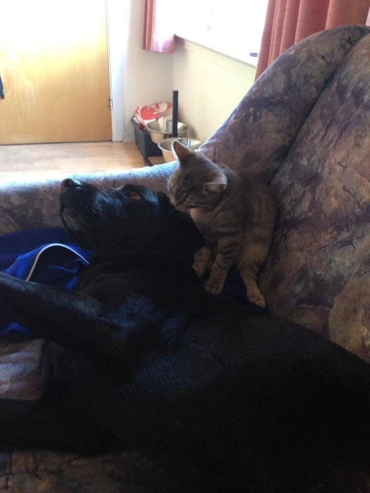 Huskat Mulle *the Diva* billede 3