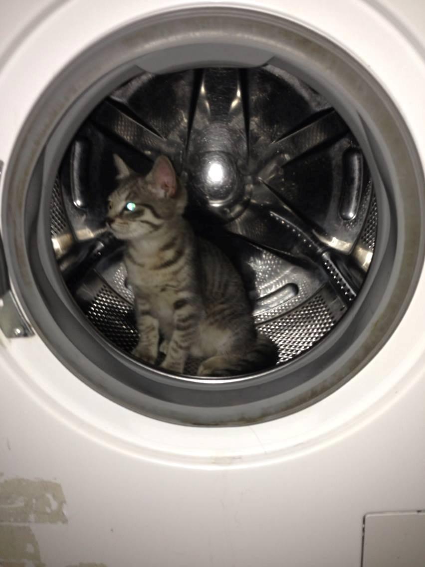 Huskat Mulle *the Diva* billede 4