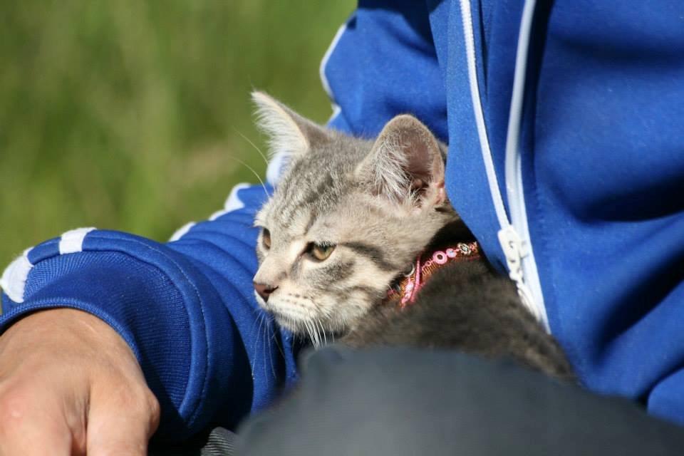 Huskat Mulle *the Diva* billede 5